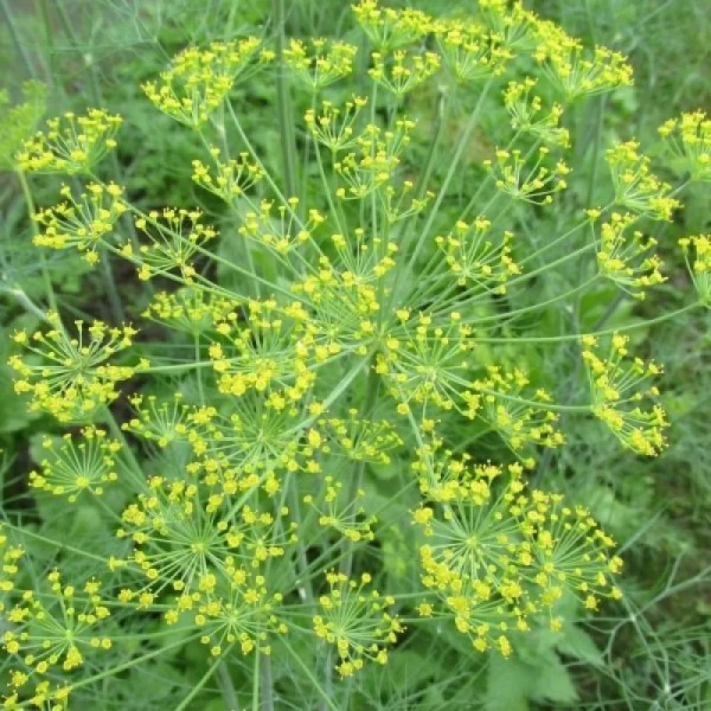 Dill 'Compact'