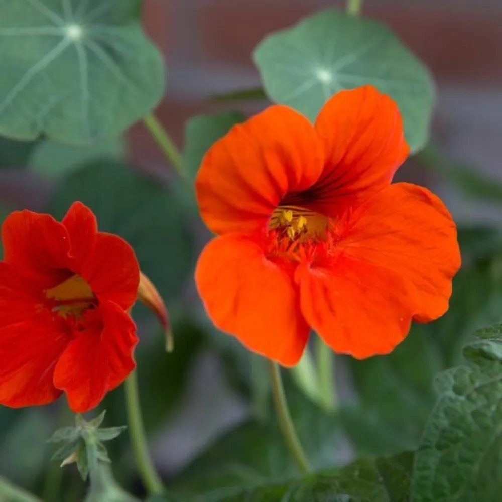 Krasse 'Empress of India'