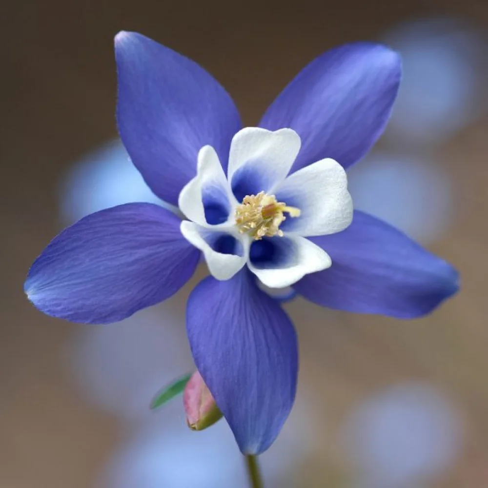 Akleja 'Blue Star'