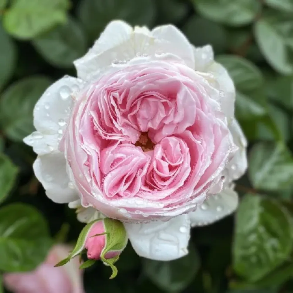 Ros 'Silver Pink Glow'