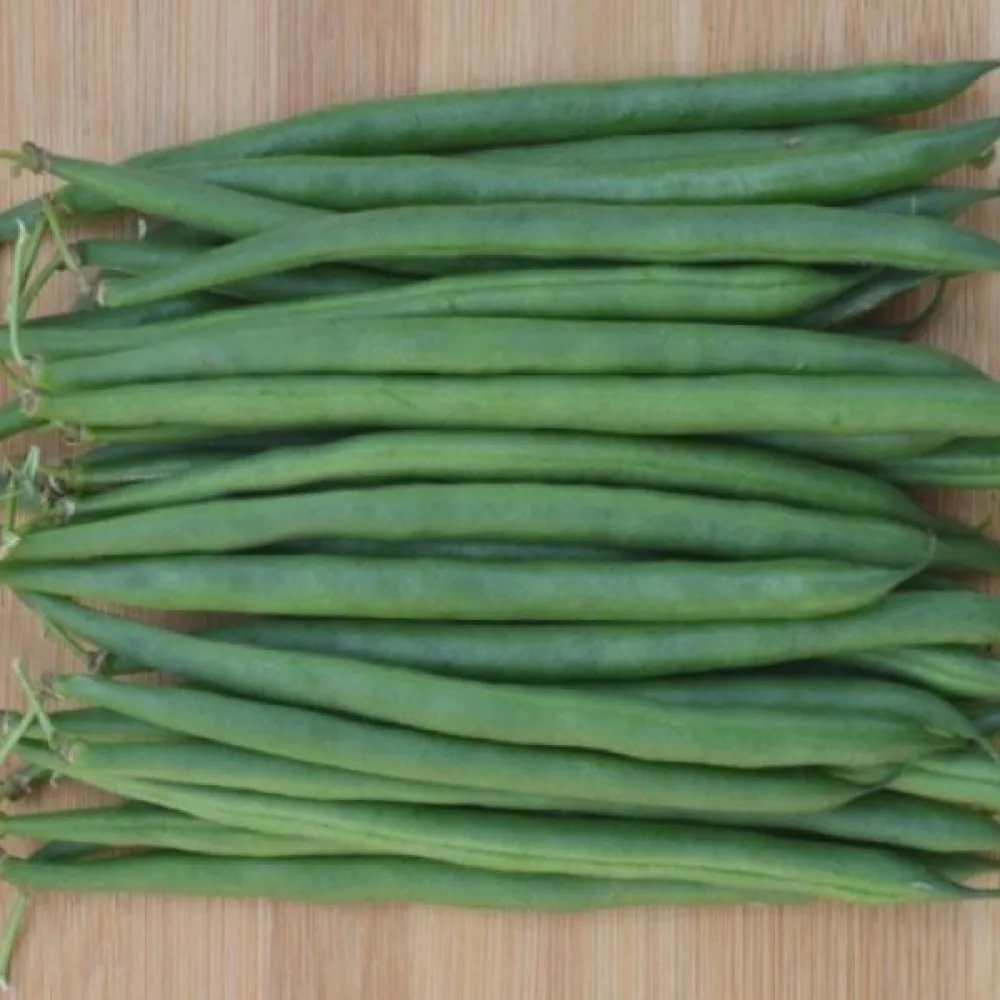 Rosenböna 'Westa'