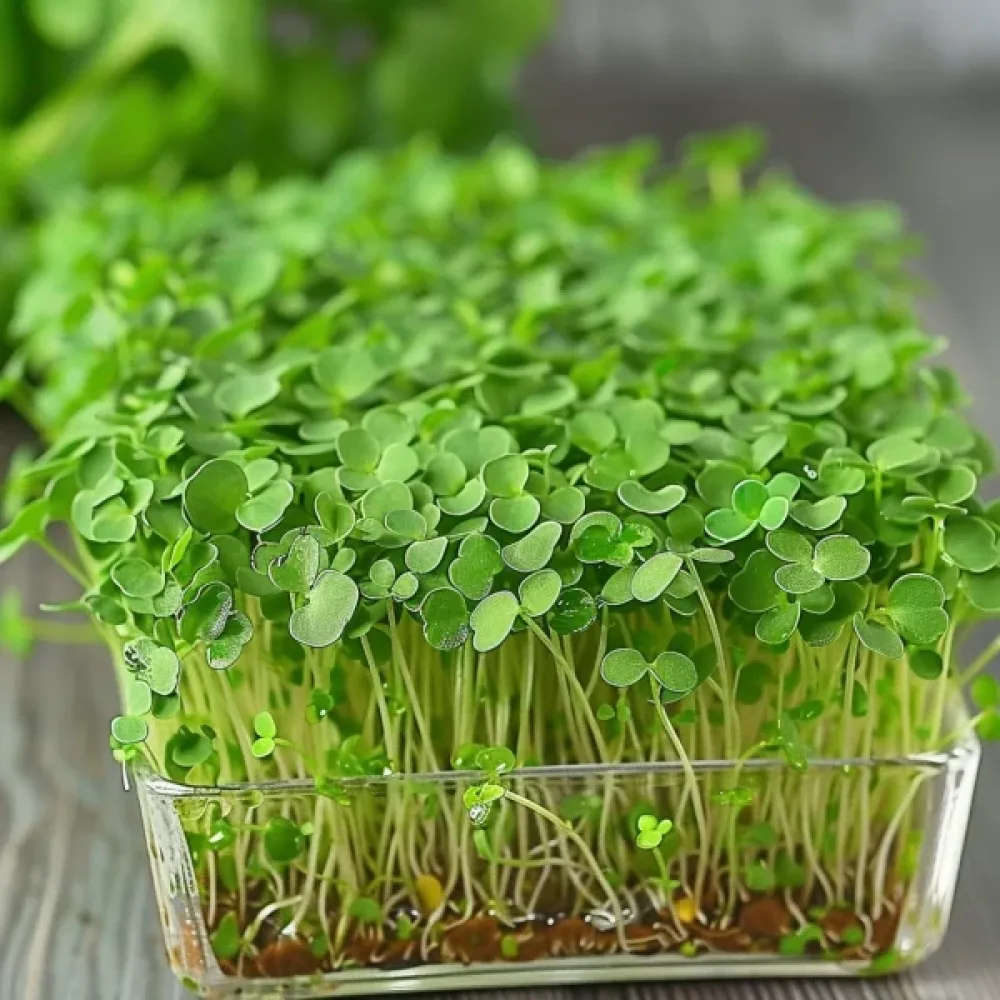 Ruccola för groddar