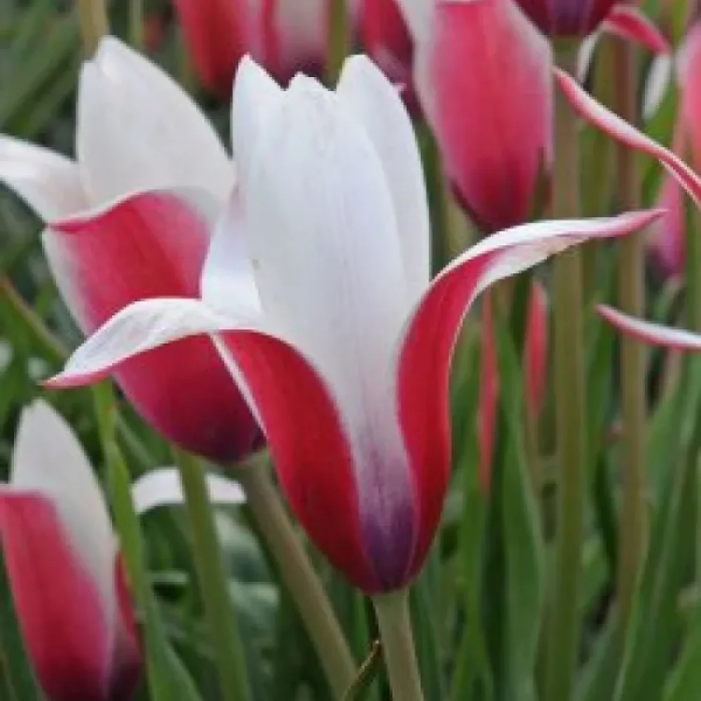 Tulpan 'Clusiana Peppermint Stick'