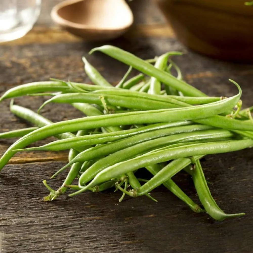 Torkböna 'Cannellino'