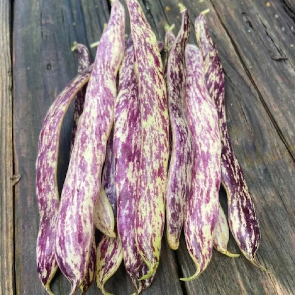 Trädgårdsböna 'Merveille de Piemonte'