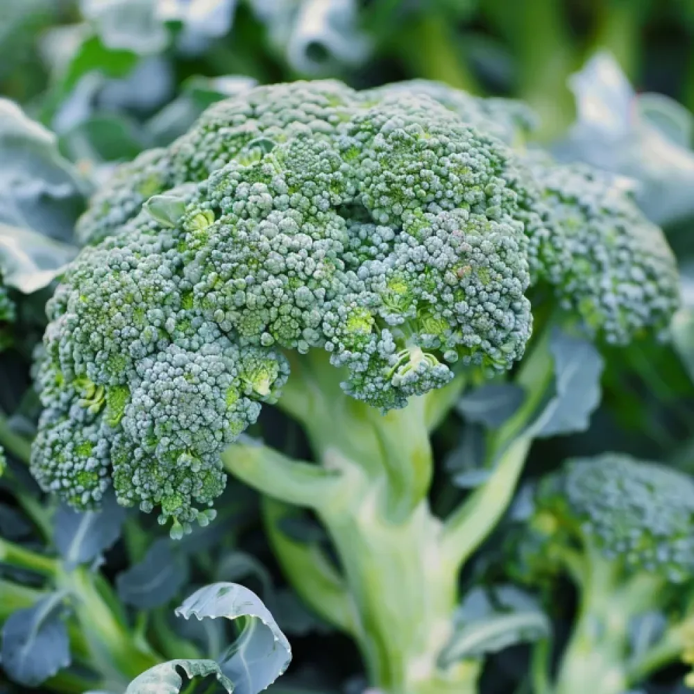 Broccoli 'Calabrese' för mikrogrönt