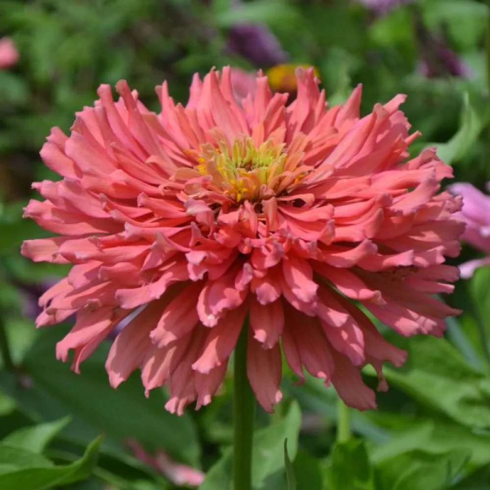 Zinnia 'Senorita'
