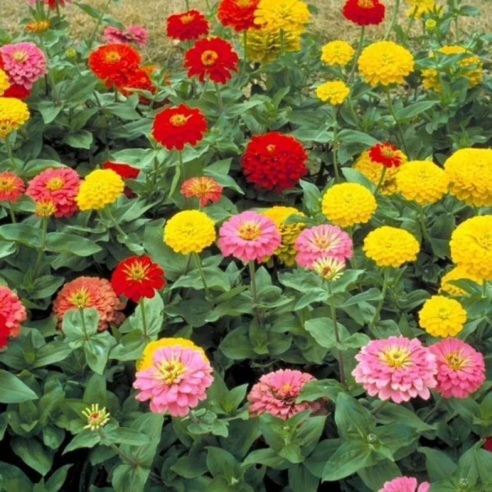Zinnia 'Formula Mixture'
