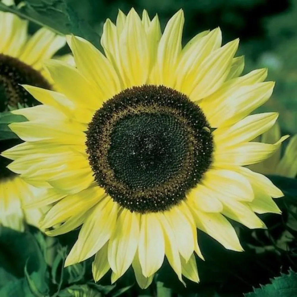Solros 'Moonshine'