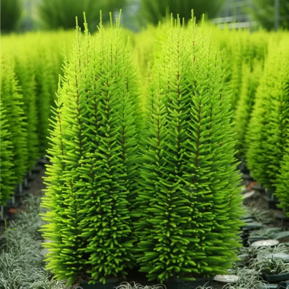Sommarcypress Kochia scoparia