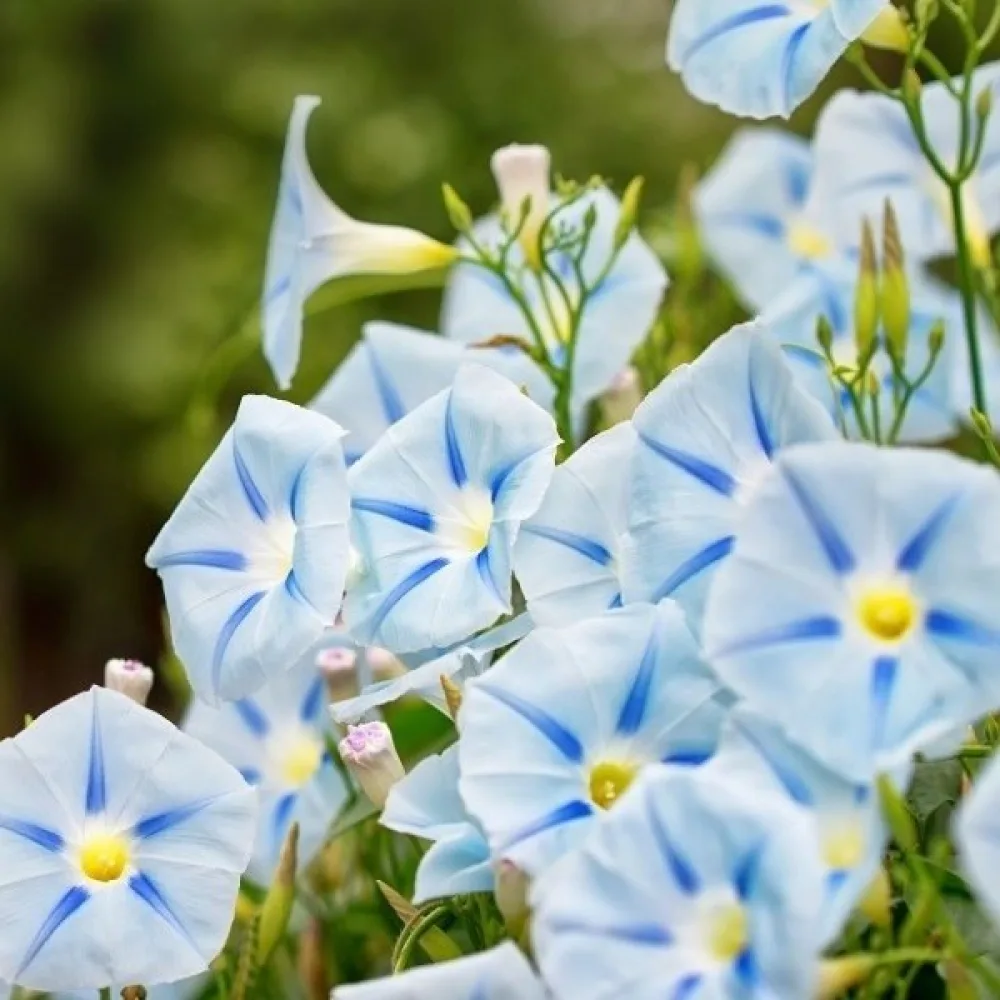 Blomman för dagen 'Blue Star'