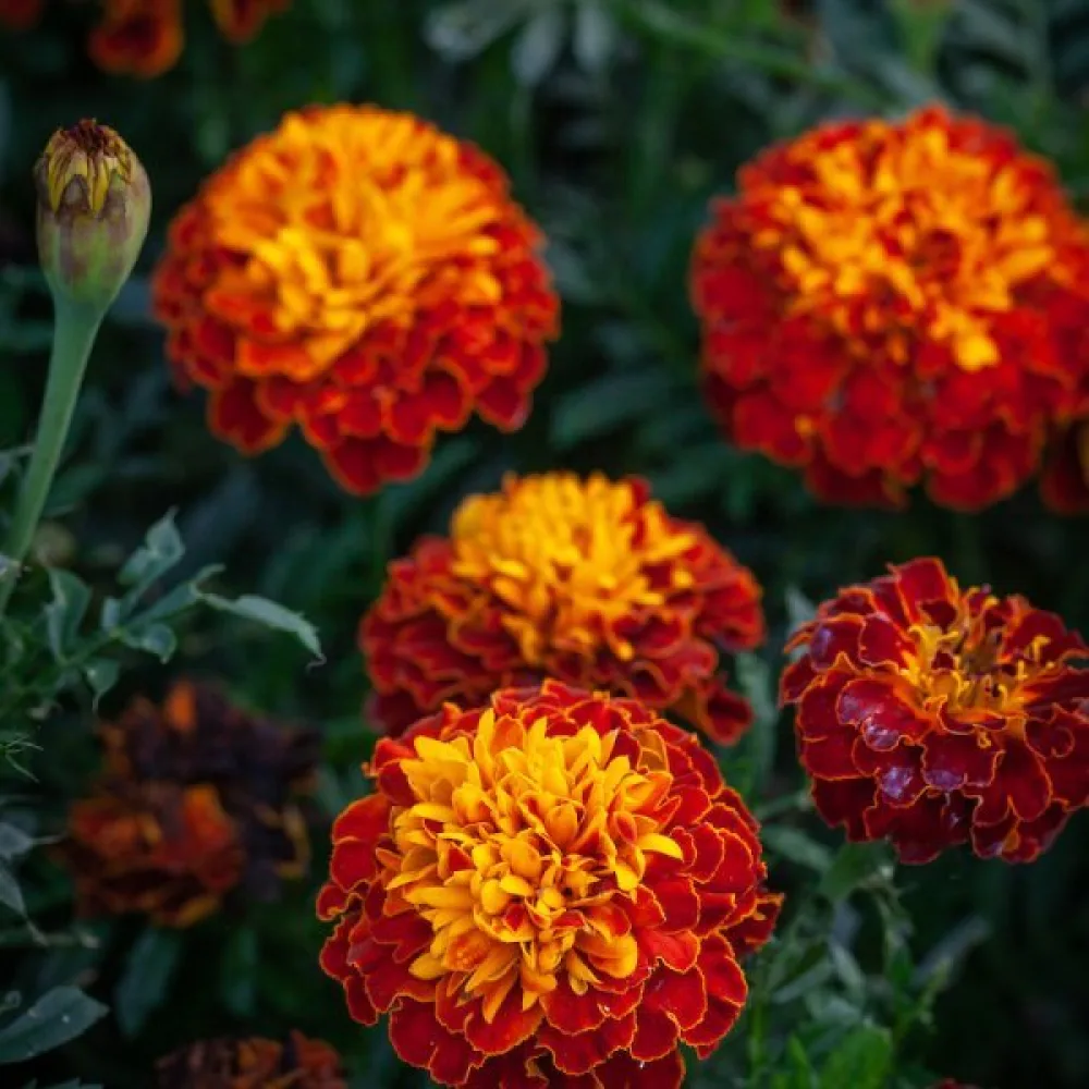 Fransk tagetes 'Tiger Eyes'