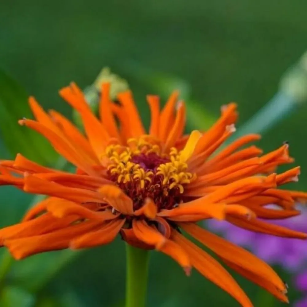 Zinnia 'Aztec'