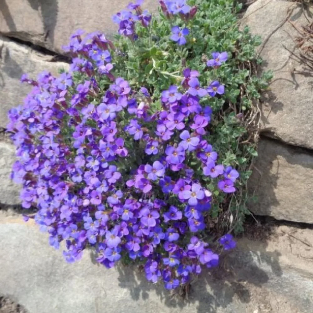 Aubrietia 'Whitewell Gem'