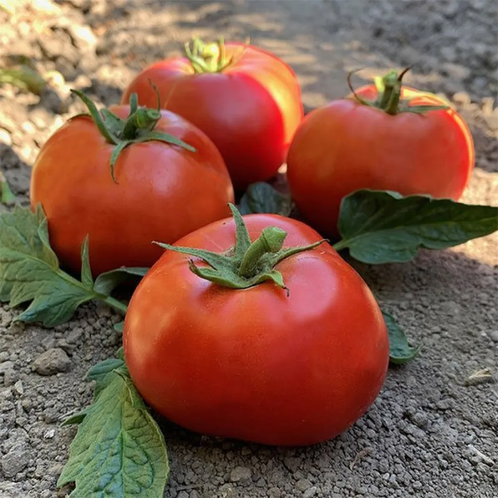 Tomat 'Ace 55'