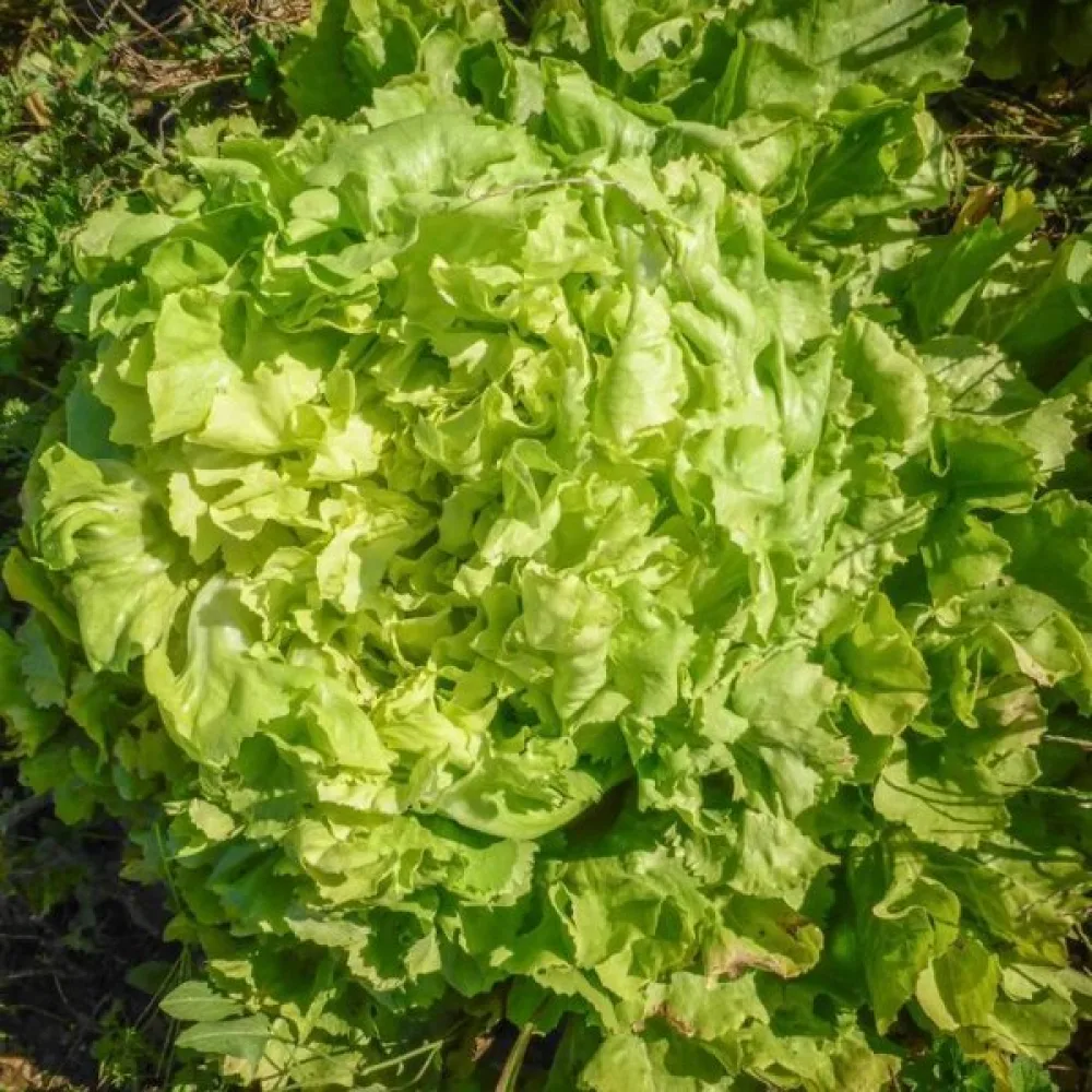 Endivia 'Geante'