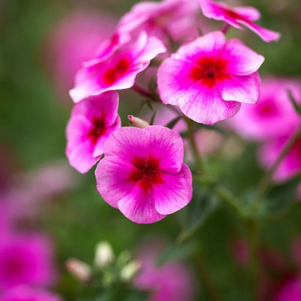 Sommarflox 'Brilliant Rose'