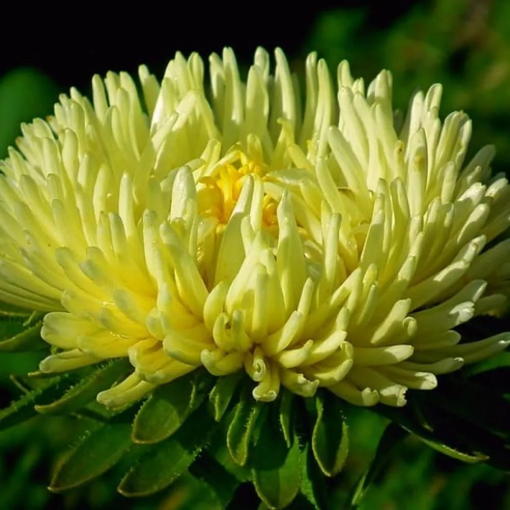 Sommaraster 'Needle Goldstrahl'