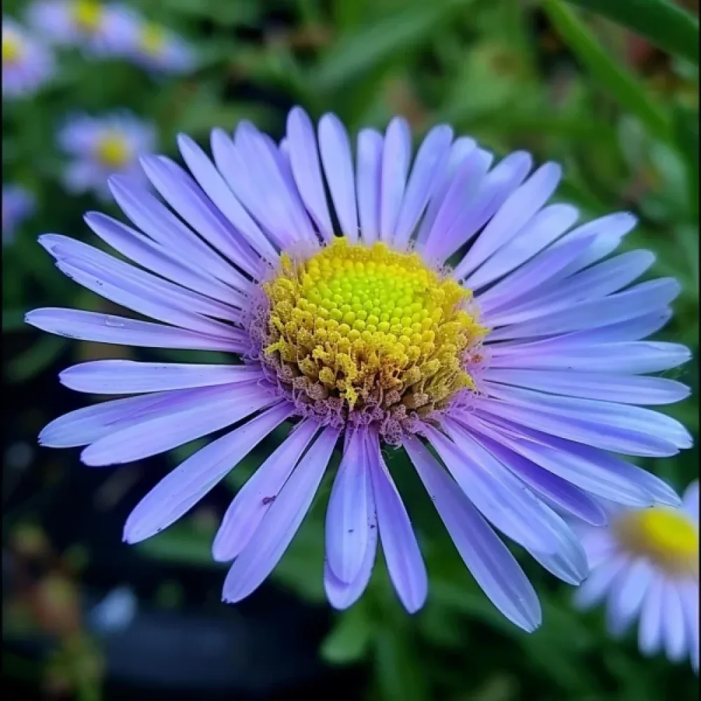 Erigeron, storblommig, blå