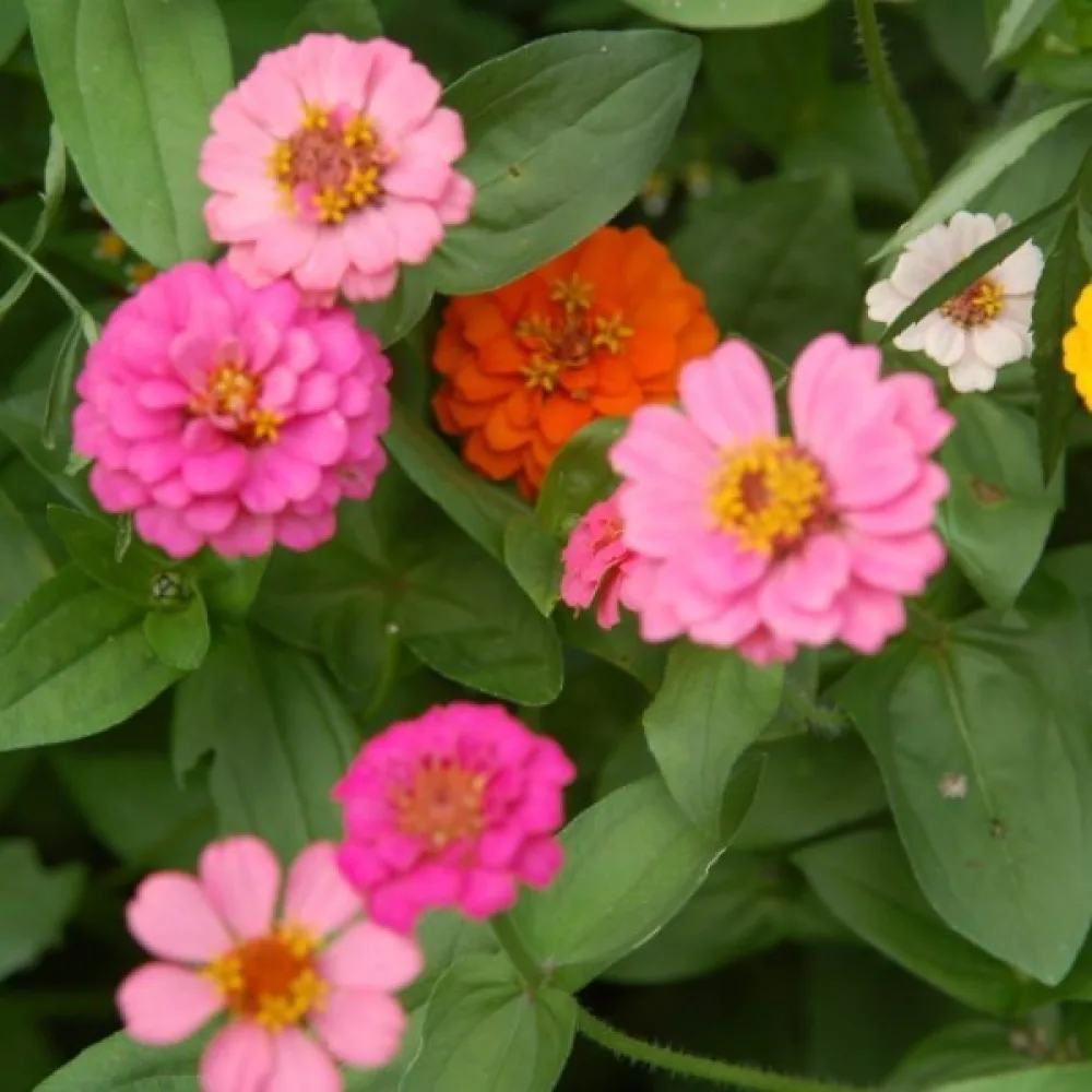 Zinnia 'Button Box' (blandning)
