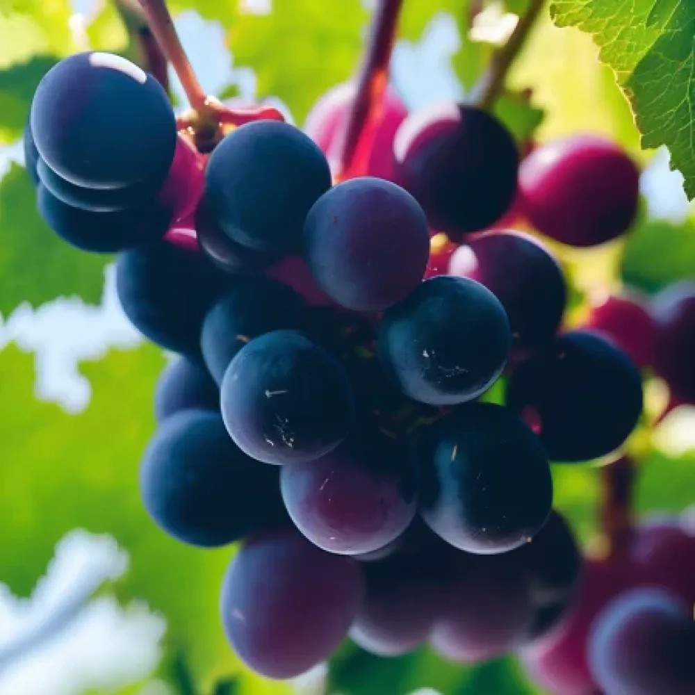 Vinranka 'Rusenski Misket' – röd bordsdruva, tidig
