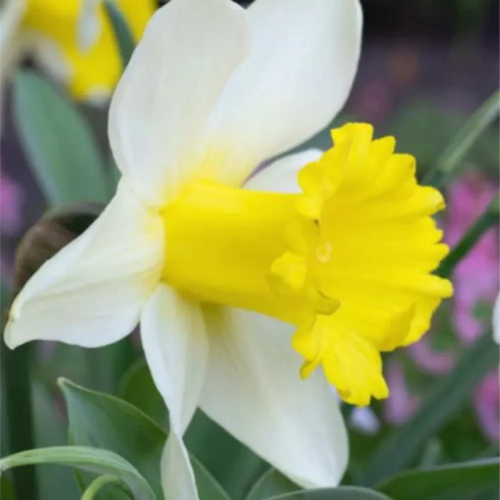 Narciss 'January Silver'