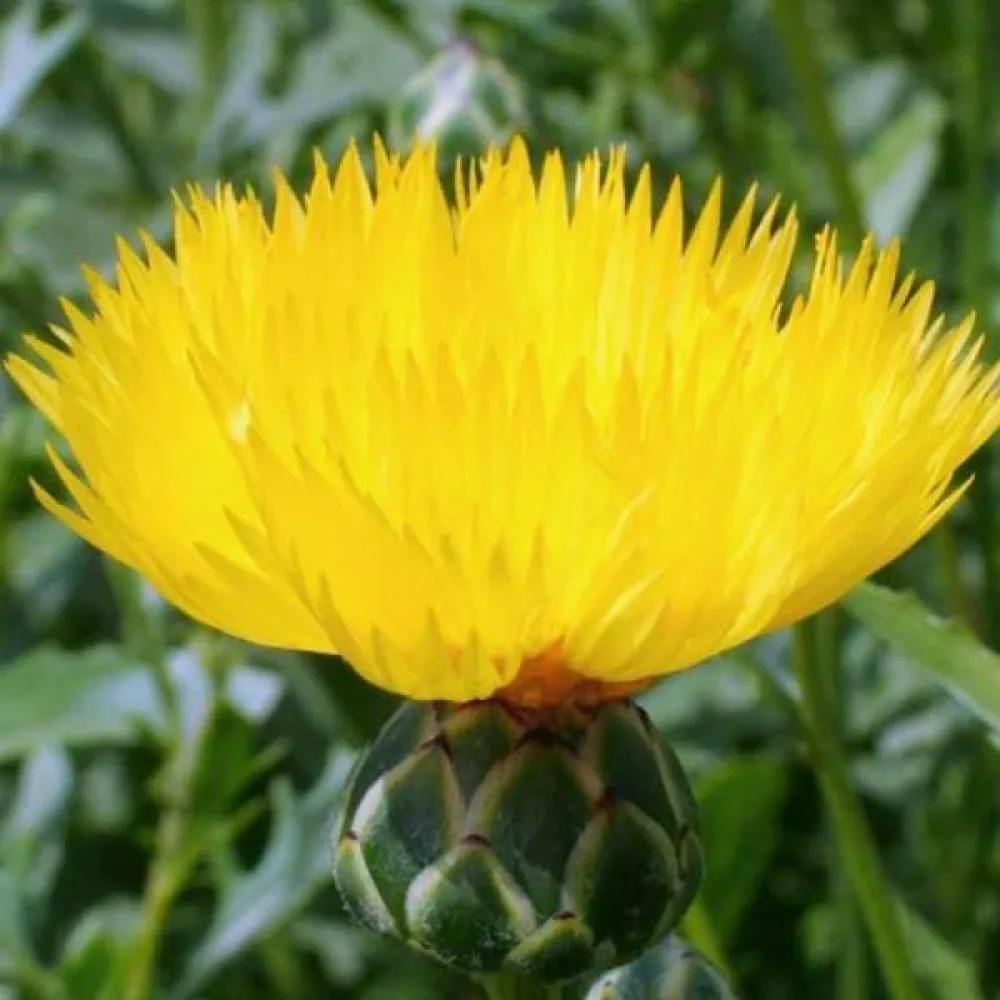 Myskklint 'Suaveolens', gul