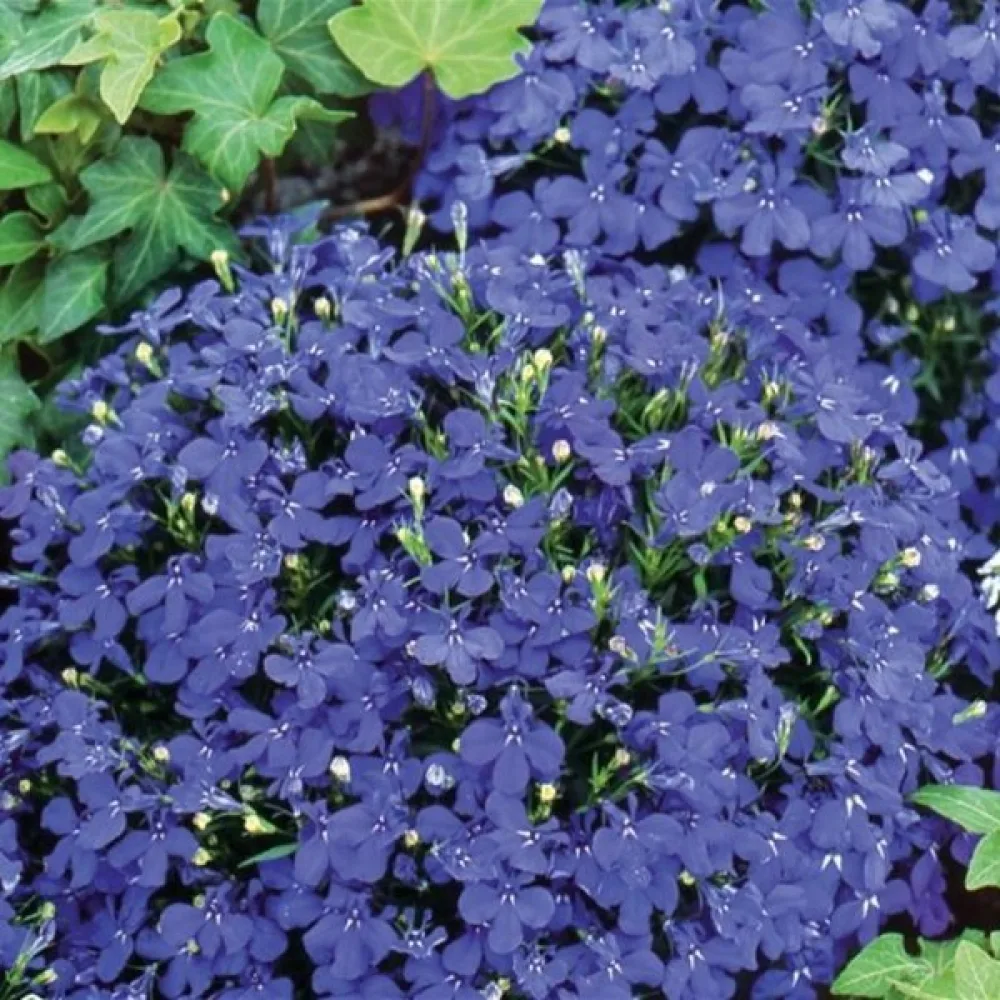 Kantlobelia 'Emperor William'