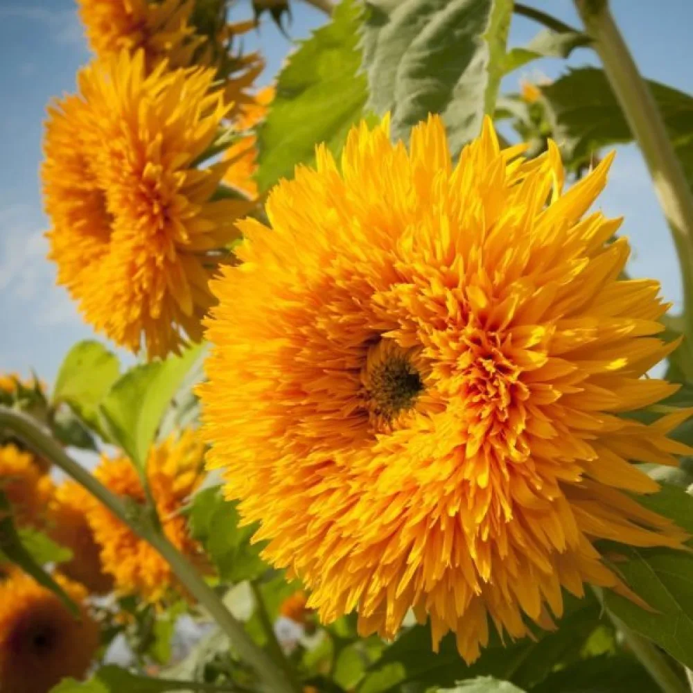 Solros 'Tall Sungold'