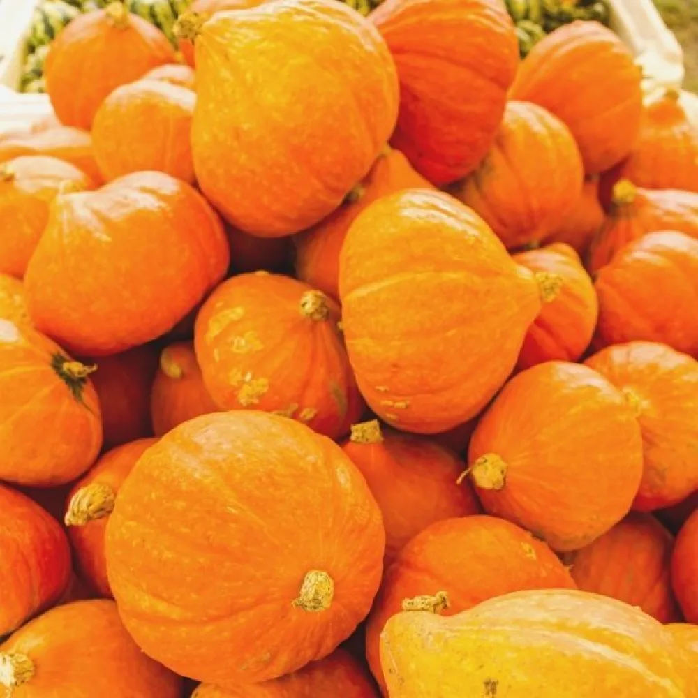Pumpa 'Justynka F1'