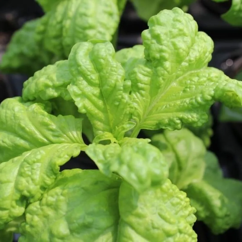 Basilika 'Lettuce Leaf' – för mikrogrönt