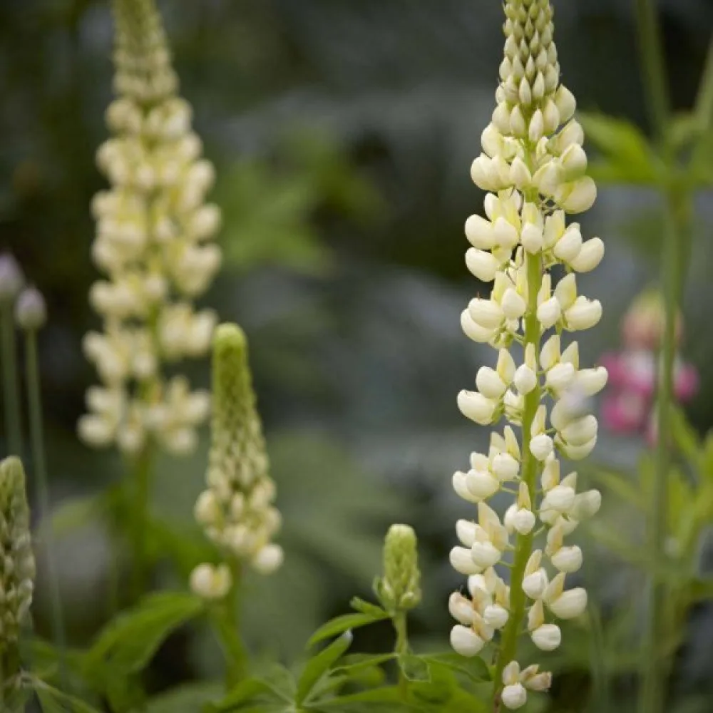 Lupin 'Fraulein' vit