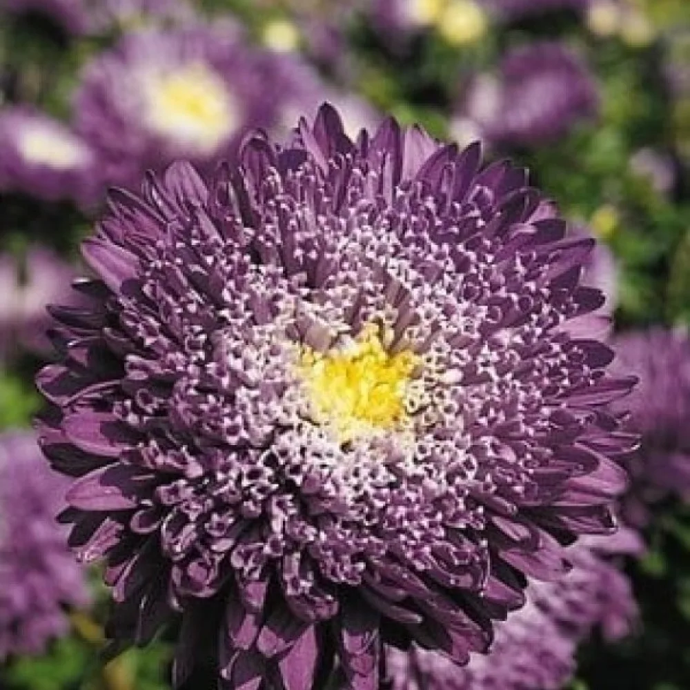 Sommaraster 'Princess' – violett