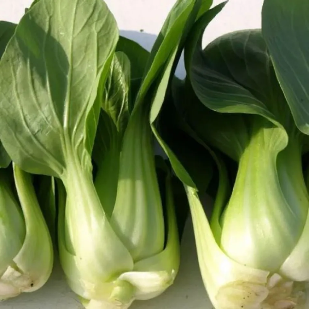 Pak choi, grön
