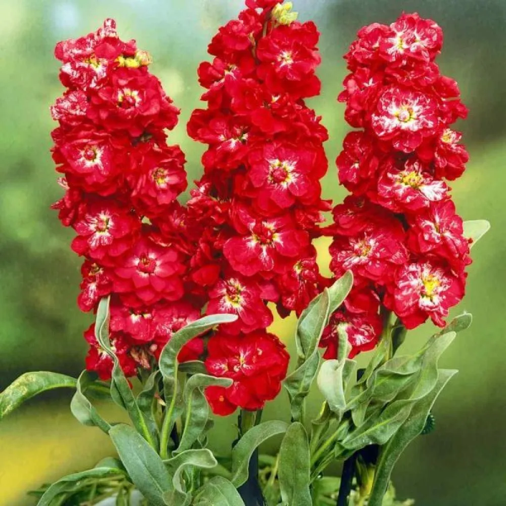 Lövkoja Matthiola incana, röd