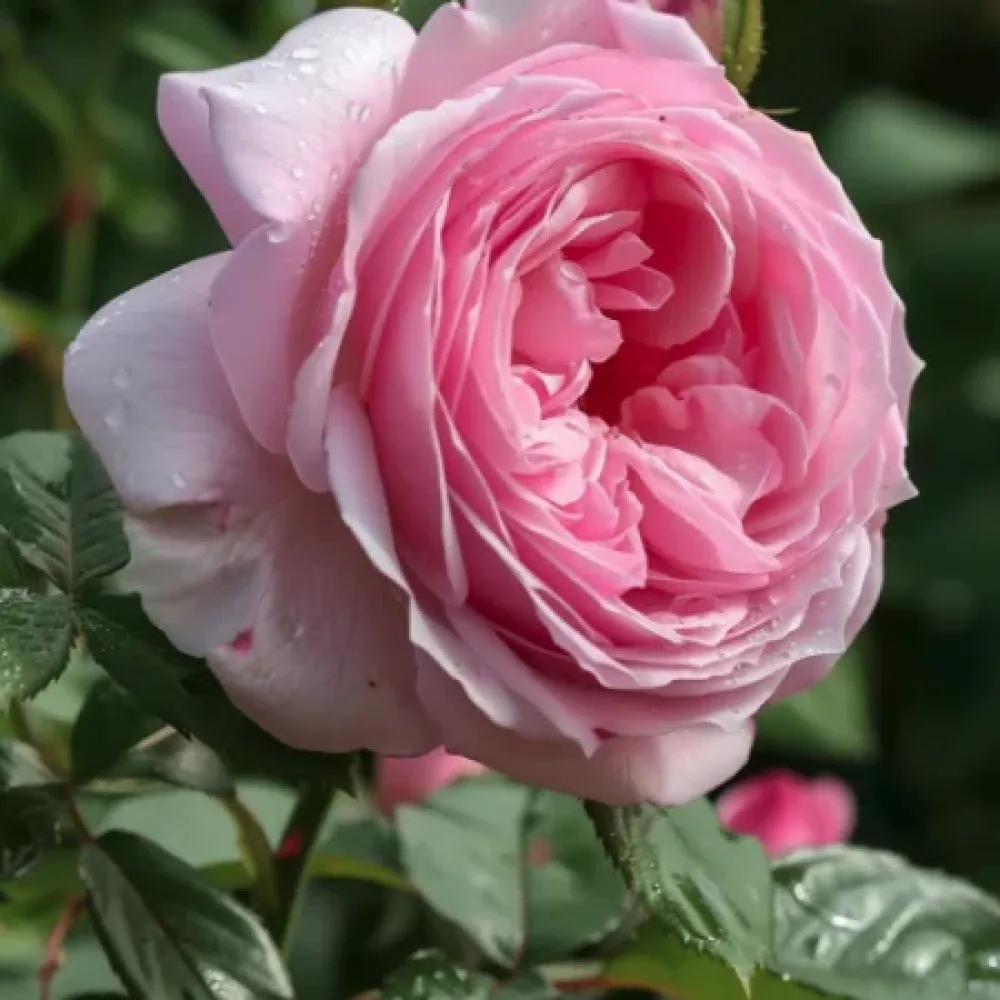 Ros 'Gentle Giant' – barrotad