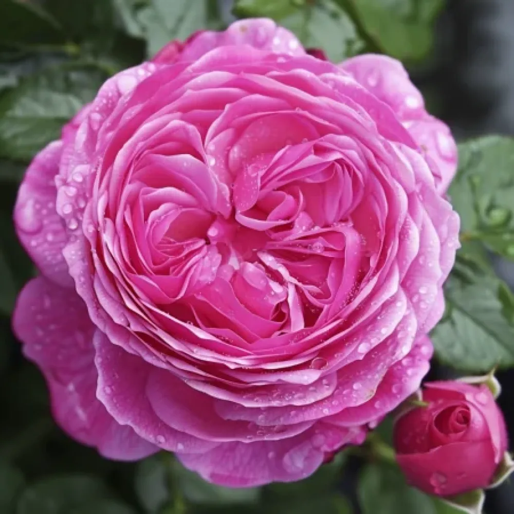 Ros 'Pink Heart' – barrotad