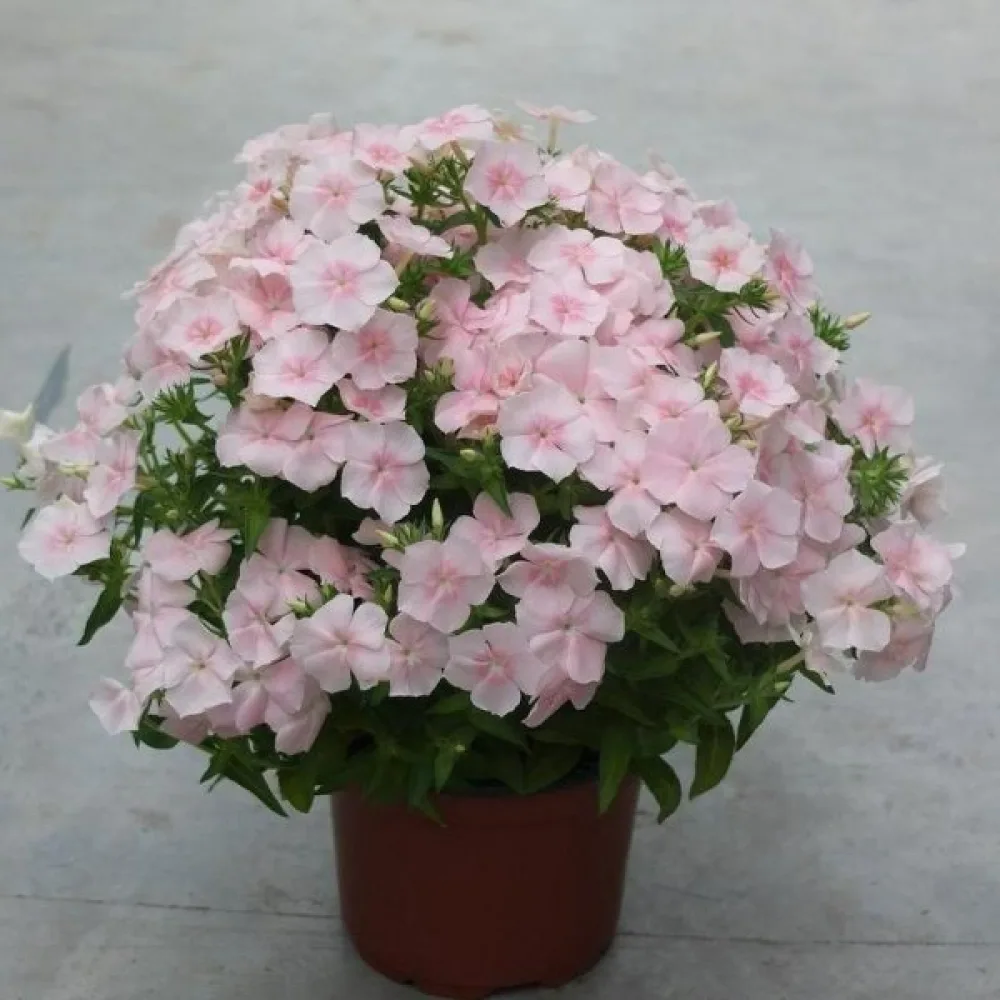 Sommarflox 'Beauty Salmon'