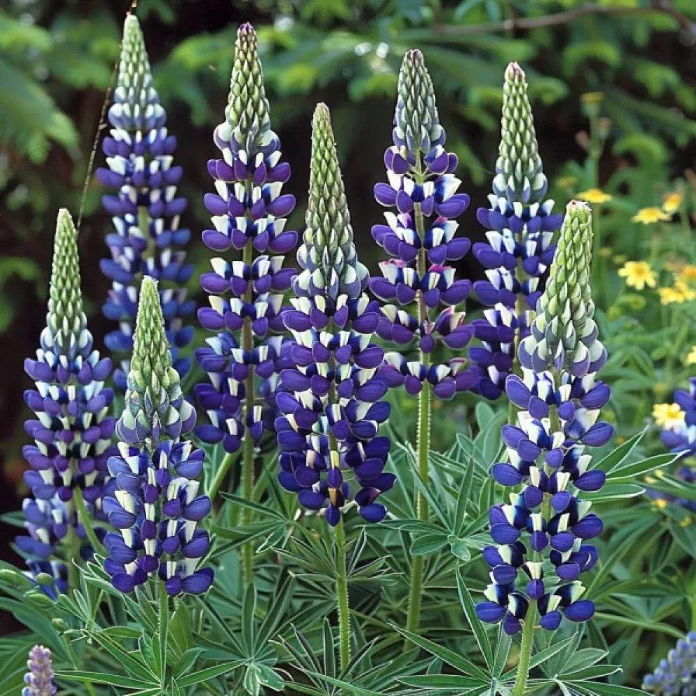 Blomsterlupin 'Russel'