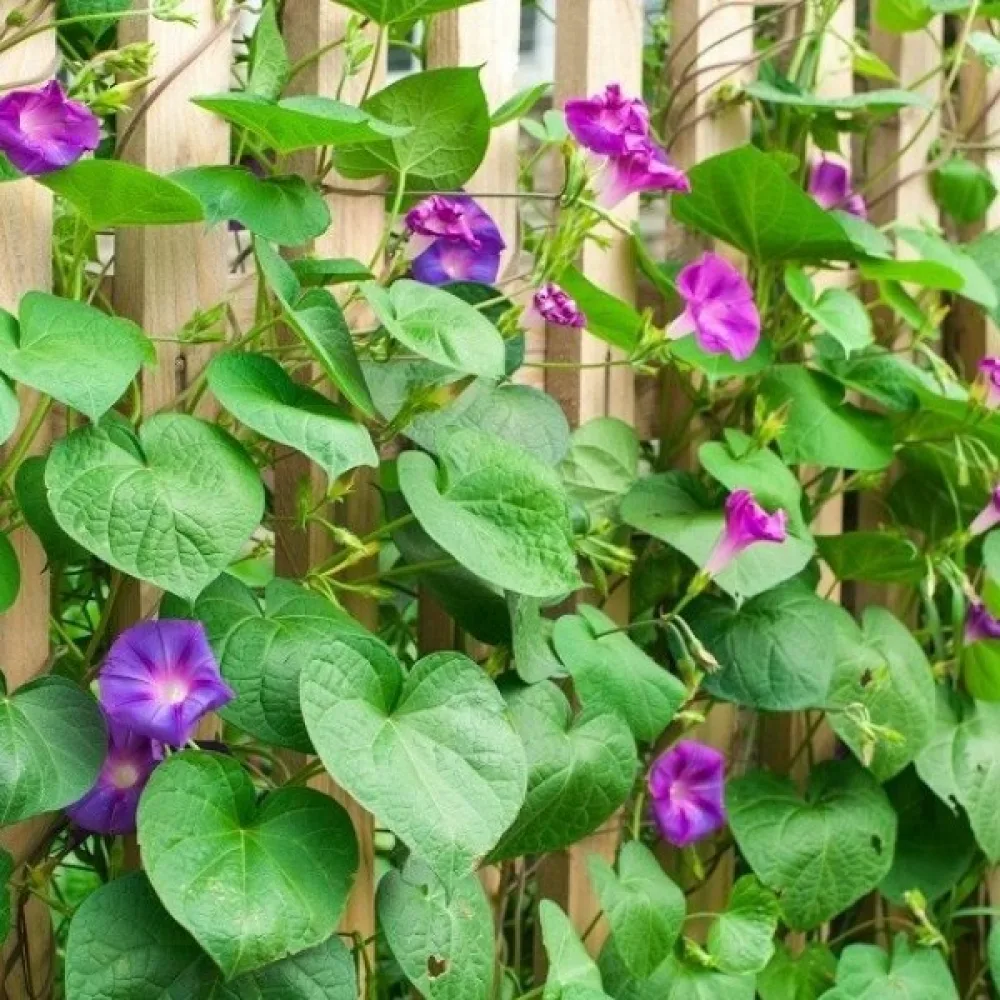 Blomman för dagen Ipomoea nil – mix