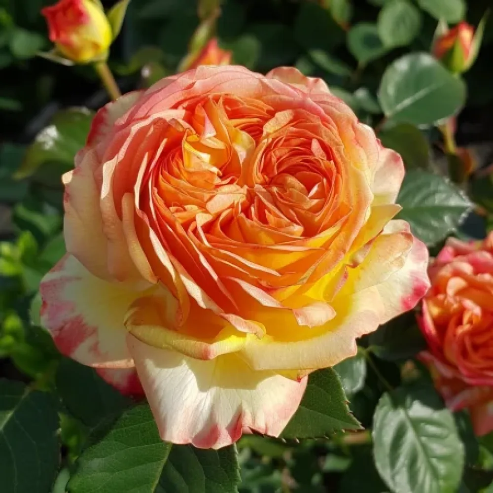 Ros 'Mango Glow' – barrotad