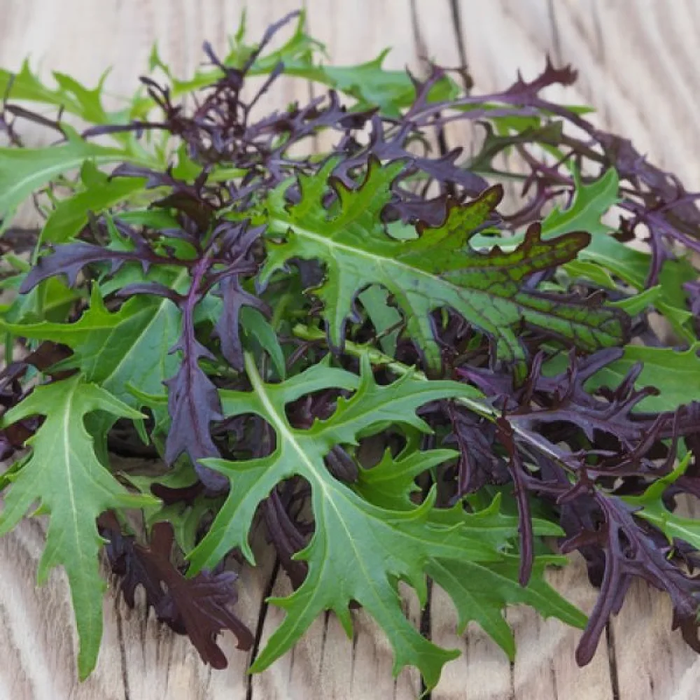 Mizuna, mix, för mikrogrönt