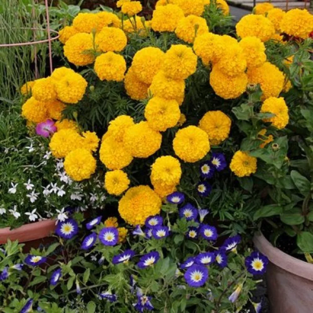 Afrikansk tagetes 'Fantastic Golden Yellow'