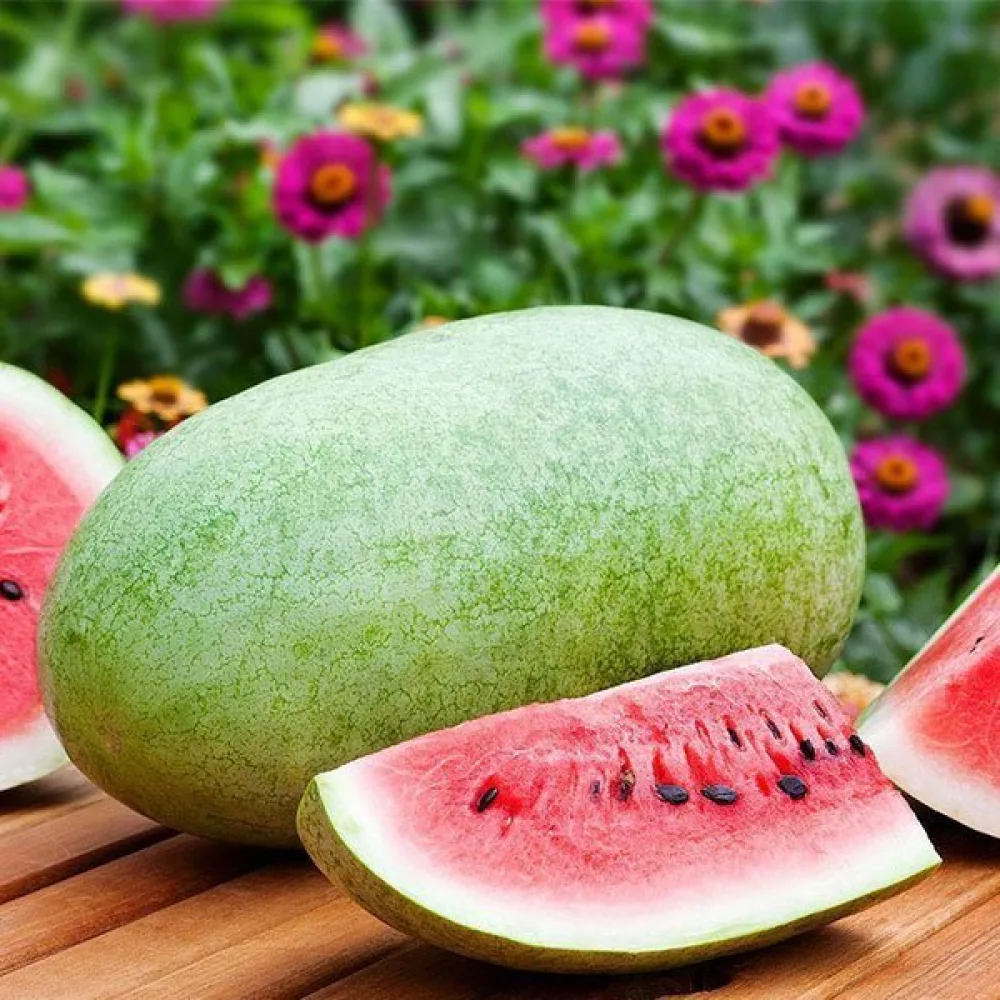 Vattenmelon 'Charleston Grey' 8–12 kg
