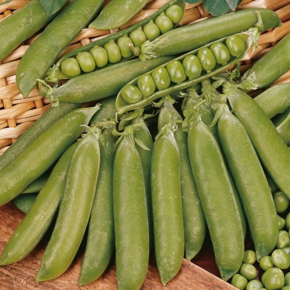 Spritärt 'Douce Provence'