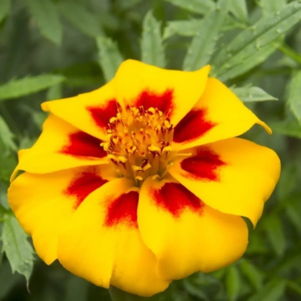 Fransk tagetes 'Pascal'