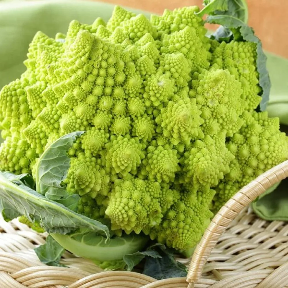 Blomkål 'Romanesco Natalino'