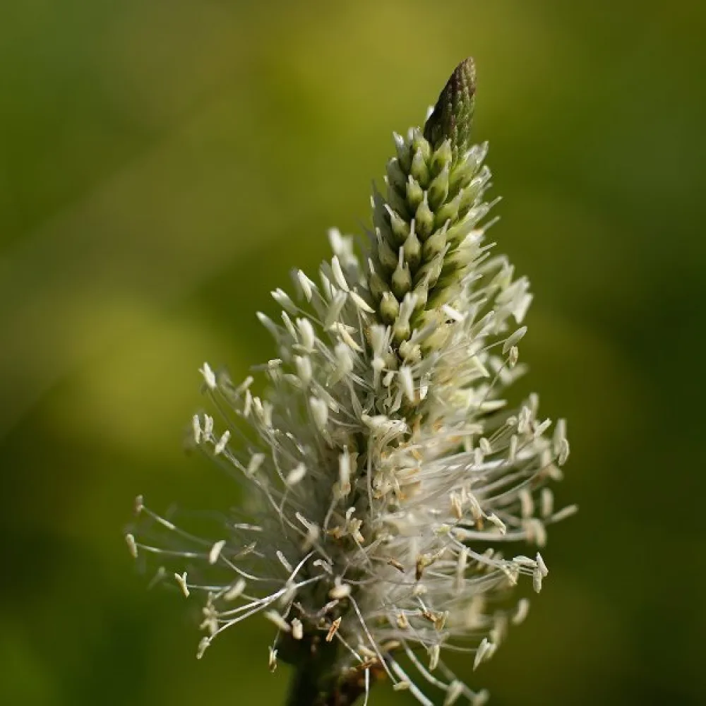 Loppfrö (psyllium)