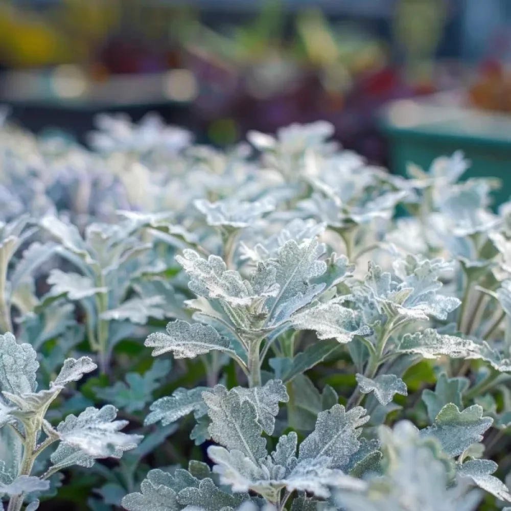 Silverek 'Candicans'