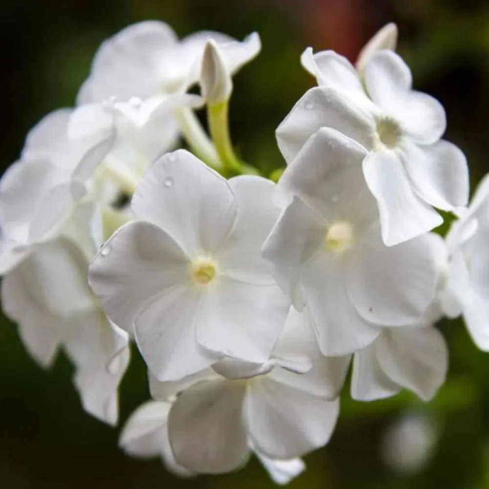 Sommarflox 'Beauty White'